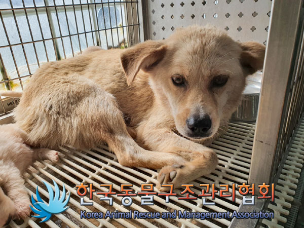 한국동물구조관리협회_441559202300875